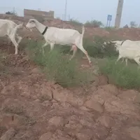 ۷عدد بز سانن ۳کیلو شیر جوان|حیوانات مزرعه|تربت جام, کشتارگاه|دیوار