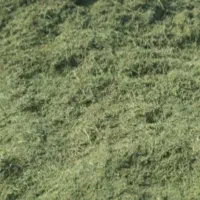 یونجه خرمن‌کوب شده