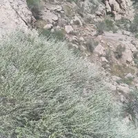 آویشن کوهی