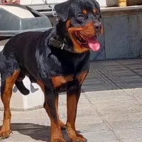 روتوایلر نر