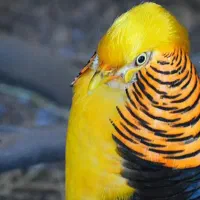 طاووس ردگلدن بلژیک