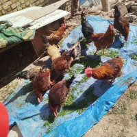 خروس محلی سالم