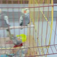چهار عدد عروس هلندی|پرنده|اهواز, کوی مهدیس|دیوار