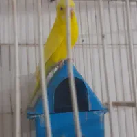 مرغ عشق ماده|پرنده|چناران, |دیوار