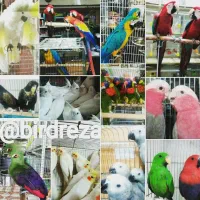 فروش ویژه طوطی سانان