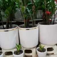 زاموفیلیا و یوکا|گل و گیاه طبیعی|کازرون, |دیوار