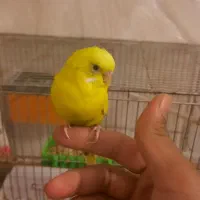 مرغ عشق به همراه وسایل|پرنده|خوی, |دیوار