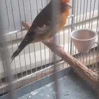 سهره قناری نر سرخ .