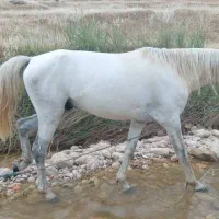 اسب نریان|اسب و تجهیزات اسب‌سواری|ایذه, |دیوار