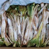 کنگر و ریواس کسی خواست در خدمتم