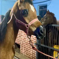 کارگر استبل سوار کاری اسب