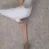 سینه سوسنی|پرنده|شیراز, حومه شیراز|دیوار