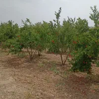 باغچه ویلایی اندیس هندس