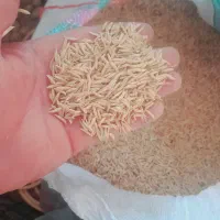بذر فجر