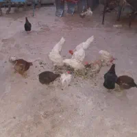 خروس