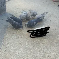 کبوتر پلاکی و سوسنی