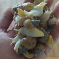 حلزون اچاتینا البینو|خزنده|پردیس, فاز ۱|دیوار