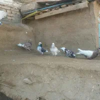 کبوتر