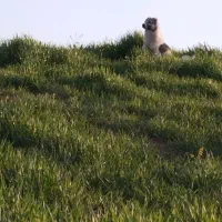 سگ نگهبان|سگ|بجنورد, |دیوار