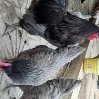 فروش تخم نطفه دار استرالوپ