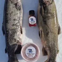 طعمه مخصوص قزل آلا 100٪ تضمینی