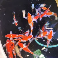 ماهی کوی گرید aaa فول چرم|ماهی|تبریز, |دیوار