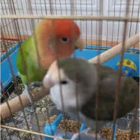 جفت طوطی برزیلی اوپال مولد|پرنده|دامغان, |دیوار