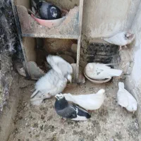 کفترپرشی ساعت سنگین|پرنده|کهک, |دیوار