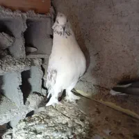 ساعت بالا نسل دار