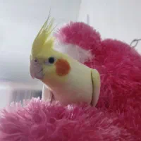 عروس هلندی|پرنده|محلات, |دیوار