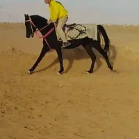 اسب نریان عرب مشکی مدرک دار سواری دار