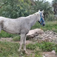 مادیان حمدانی