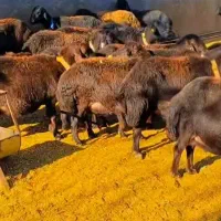 فروش چند عدد میش هترو