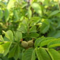 نهال گردو ژنوتیپ برتر|خدمات باغبانی و درختکاری|رشت, آب آسیاب|دیوار