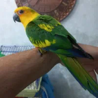 طوطی خورشیدی گرینچیک|پرنده|اصفهان, مارچین|دیوار