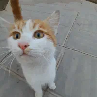 گربه گم شده