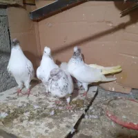 کبوتر|پرنده|رشت, پسیخان|دیوار