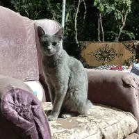 گربه