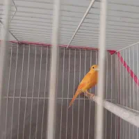 قناری|پرنده|چناران, |دیوار