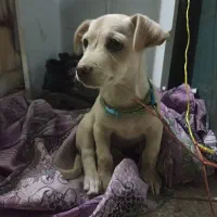 سگ نژاد دار