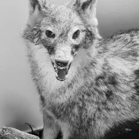 مجسمه حیوانات دکوری و زینتی