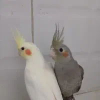 عروس هلندی ولوستر برنجی