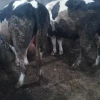 دو راس گاو هر کدام حدود ۶۰۰ کیلو|حیوانات مزرعه|سراب, |دیوار