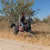 اسب نریان