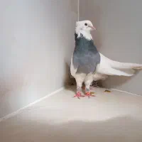 کبوتر طوقی|پرنده|پیرانشهر, |دیوار