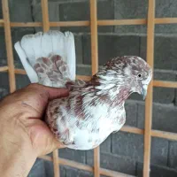 کبوتر پرشی نر