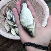 ۱۵ هزار ماهی کپور و آمور مخلوط سایز متوسط