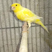 قناری ماده لیمویی