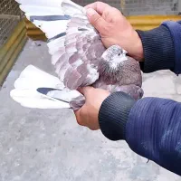 کبوتر تهرانی و شمرونی