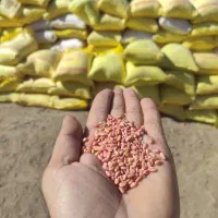 گندم بذری پیشگام|گل و گیاه طبیعی|زنجانرود, |دیوار